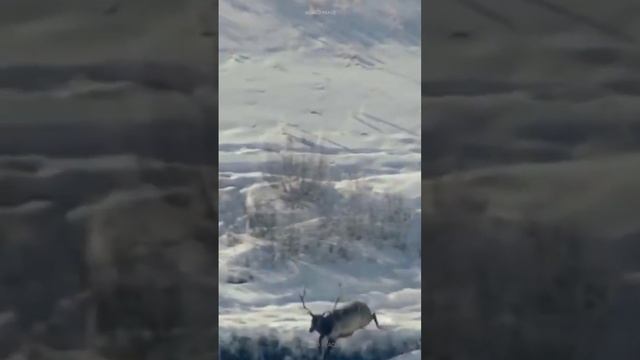 Когда желание жить сильнее всего. Олень ушел от преследования волков зайдя в ледяную воду... смотреть онлайн