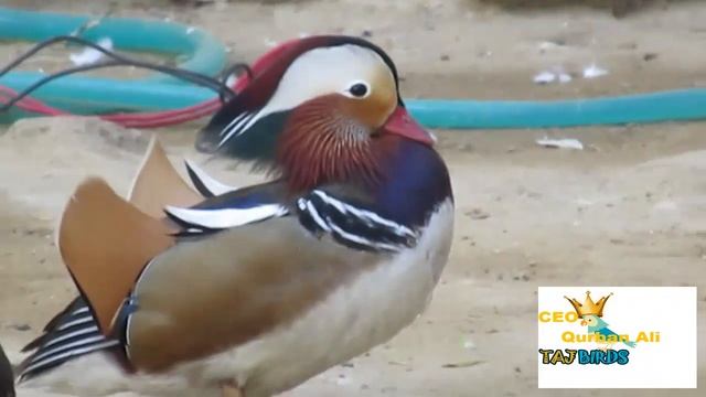 Mandarin Duck | Mandarin Duck Pair | Mandarin Duck смотреть онлайн