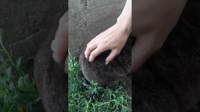 Обзор на кролика породы 《рекс》. Кролики - это не только ценный мех ... смотреть онлайн