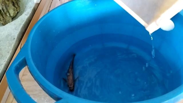 Цихлиды. Ауратус извлекаем малька смотреть онлайн