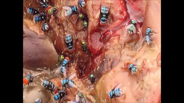 Blowflies (Calliphoridae) feeding on a zebra foal carcass смотреть онлайн