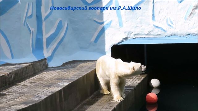 Кай и Герда перешли в свой вольер 03.08.2021 смотреть онлайн