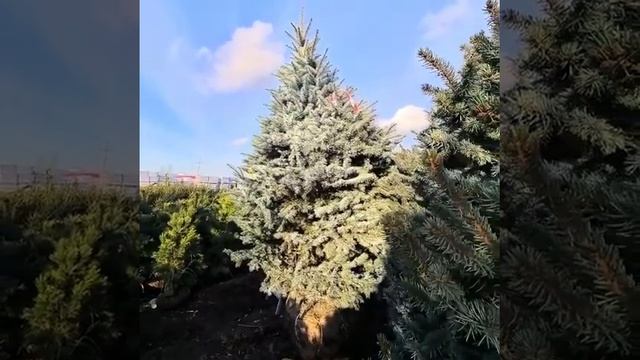 Ель колючая глаука экстра смотреть онлайн