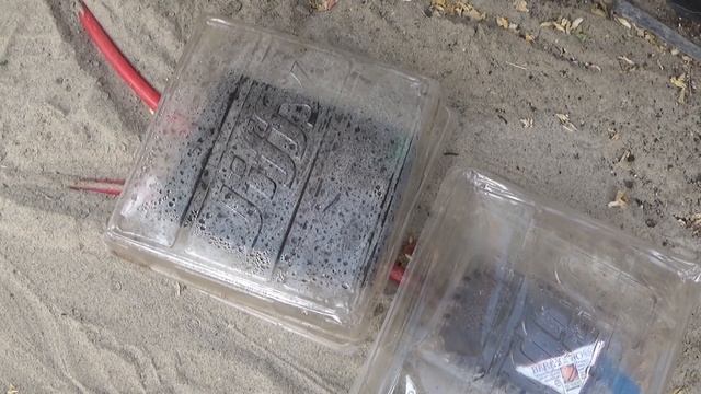 How To Grow Baby Blue Eucalyptus From Seed, Eucalyptus Seed Germination Tips смотреть онлайн