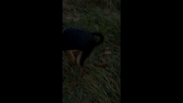 "Почему собаки делают джага-джага прямо на глазах людей, и долго-ли это будет ещё продолжаться?" смотреть онлайн