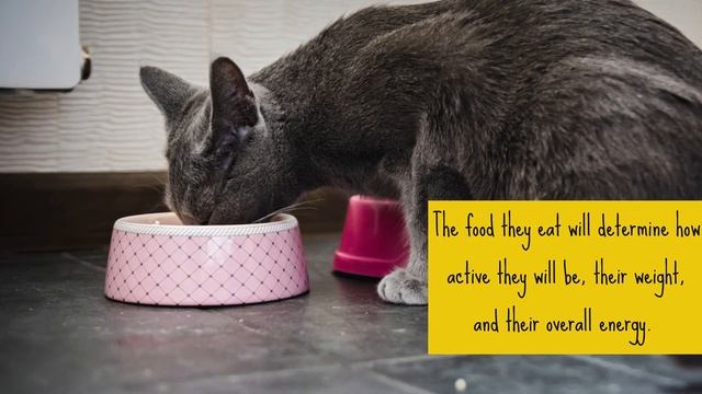 8 Things You Must Never Do to Your Russian Blue Cat смотреть онлайн