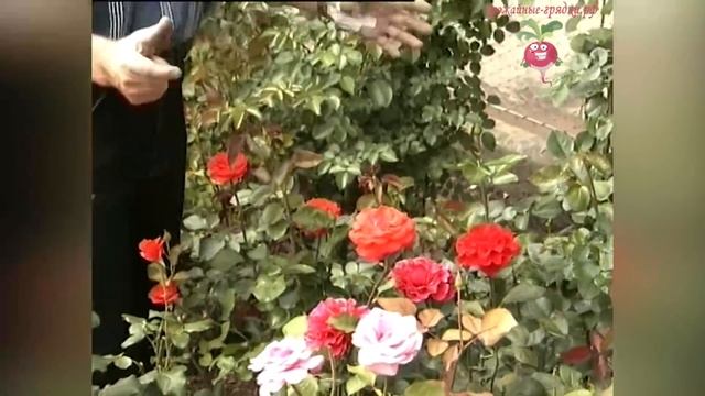 Формирование розы. Как поливать розы? смотреть онлайн