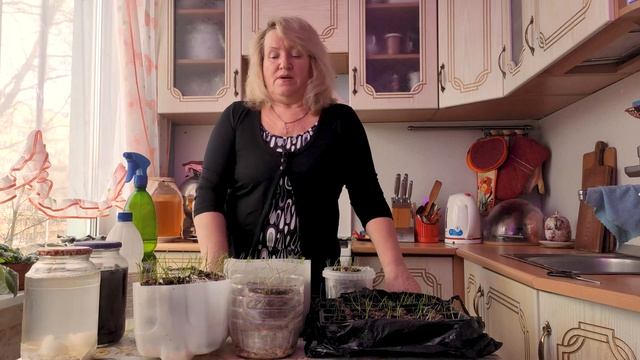 Лук Эксибишн??? Стрижка и подкормка