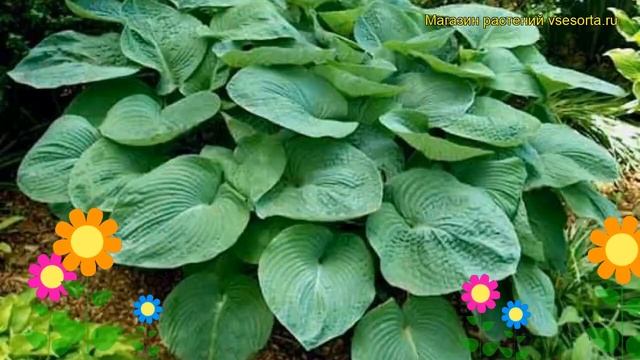 Хоста гибридная Рьянс Биг Ван. Краткий обзор, описание характеристик hosta hybrida Ryans Big One смотреть онлайн