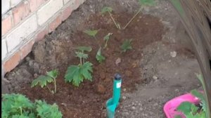 Дельфиниум многолетний посадка и уход.