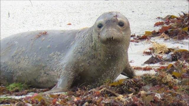An Elephant Seal Comes Ashore & Spots Tourists смотреть онлайн