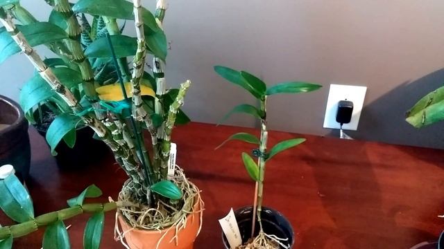 Growing Dendrobium Nobile смотреть онлайн