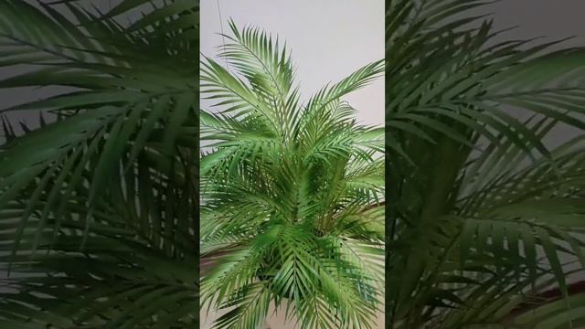 Пальма Ховея, искусственное растение. В интерьерном кашпо. 2023.04. 17. смотреть онлайн