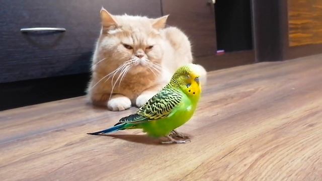 Говорящий попугайчик нагло пристаёт к коту смотреть онлайн