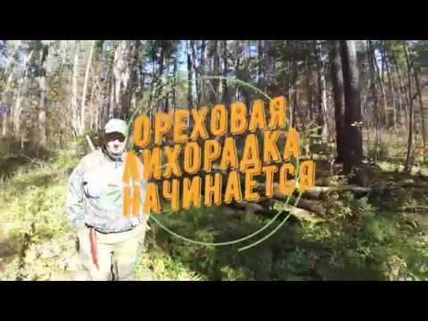 Кабан посек молодую собаку, спасаем кобеля. смотреть онлайн