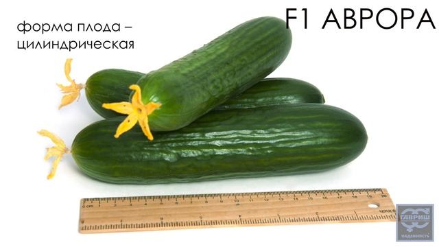 Огурец «Аврора». Профессиональные семена Гавриш. смотреть онлайн