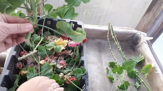 ПЕЛАРГОНИЯ  осенью и зимой вопросы и ответы.