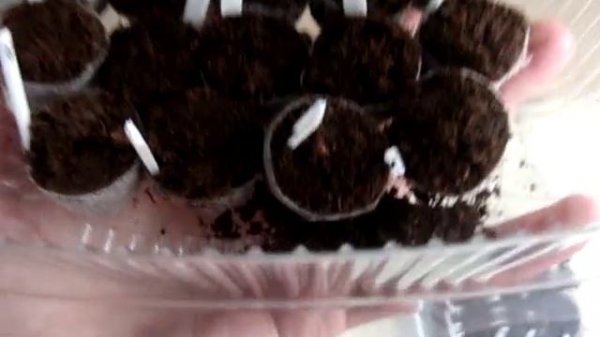 ЦИКЛАМЕН(Cyclamen) Наблюдение за посевом.