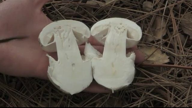 Amanita Ocreata