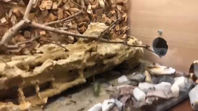 Camponotus fellah охота на богомола смотреть онлайн