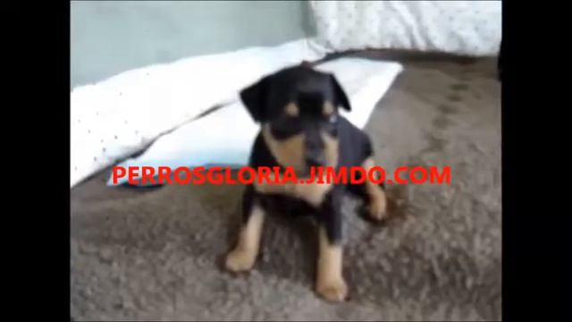 PERROSGLORIA.JIMDO.COM MINI PINCHER смотреть онлайн