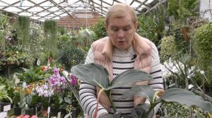 Мединилла — уход в домашних условиях.