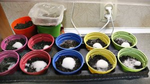 Забыла что такое хилая рассада! С этим каждый год только коренастые всходы. Сделайте так!