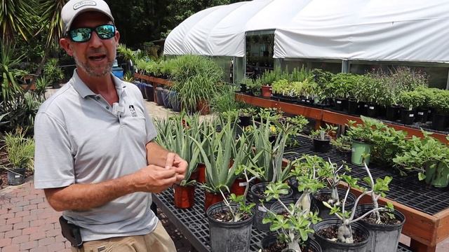 Heat Tolerant, Easy Care Plants for Summer смотреть онлайн