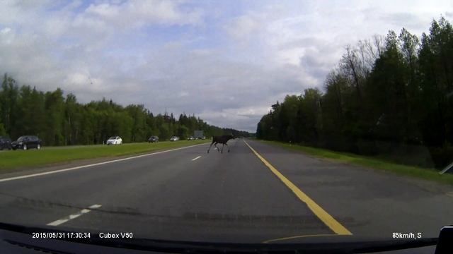 Лось выскочил на М2 "Крым" смотреть онлайн