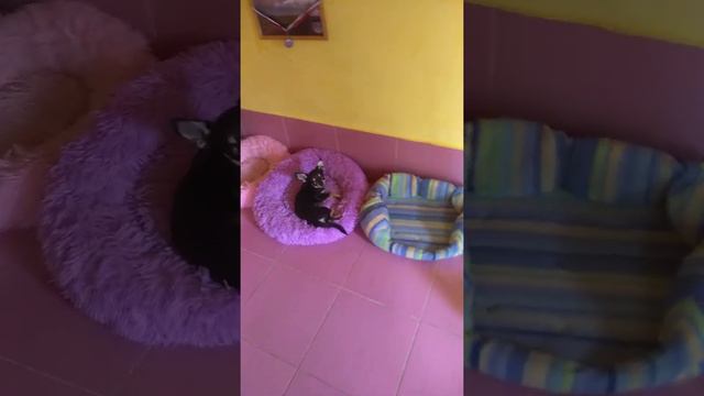 Люблю ли я своих собак ,мои чихуахуа смотреть онлайн