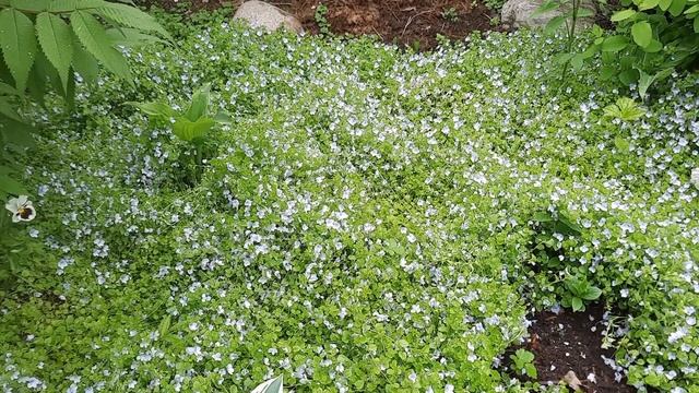 Вероника нитевидная смотреть онлайн