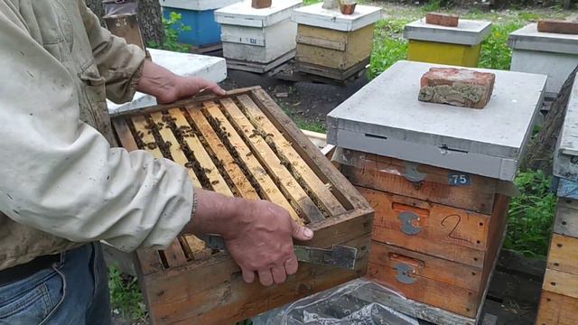 145 рамка: Формування відводку - частина 3 смотреть онлайн