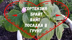 ГОРТЕНЗИЯ БРАЙТ ВАЙТ ПОСАДКА В ГРУНТ #гортензиякрупнолистная#брайтвайт#крупнолистнаягртензияпосадкав