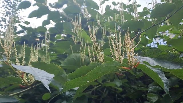 Рейнутрия сахалинская / Гречиха или сибирский бамбук / Reynoutria sachalinensis смотреть онлайн