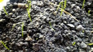 Рассада лука на подоконнике из семян чернушки