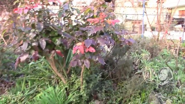 ЭРЕМУРУС. ВЕСЕННИЕ ЦВЕТЫ. ВСЁ ПРОСЫПАЕТСЯ! смотреть онлайн