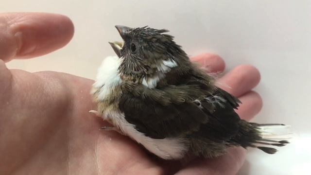 Птенец японской амадины (20 дней) смотреть онлайн