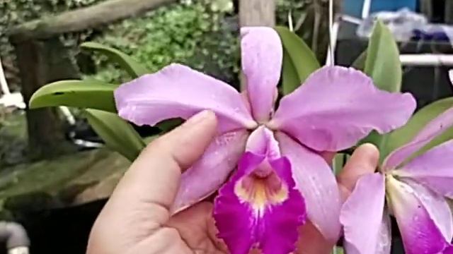 Cattleya Euphrasia смотреть онлайн