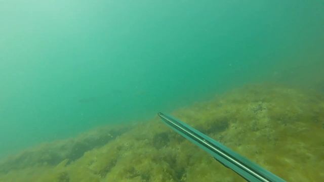 Баскудук. 06.09.2018г. Подводная охота. Кефаль. Каспийское море Актау. смотреть онлайн