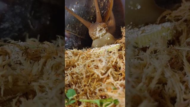 Вкусный ужин.#африканскаяулитка #ахатины #улитки смотреть онлайн