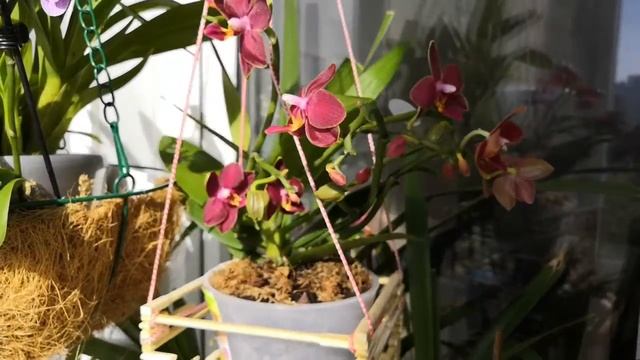 #Фаленопсис Phoenix и Violet Queen. Пополнение в моей коллекции орхидей! #орхидея смотреть онлайн