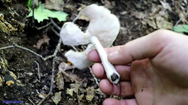 Печёночница и другие находки | Шипов лес смотреть онлайн