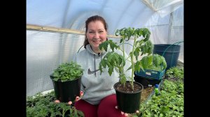 НИКАКОЙ РАССАДЫ!  СЕЕМ ТОМАТЫ СРАЗУ В ГРУНТ СЕМЕНАМИ