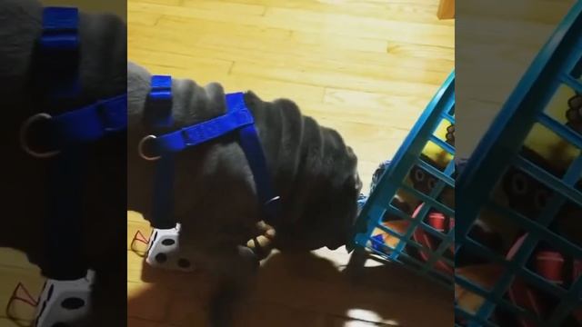 Веселые шарпеи: видео приколы смотреть онлайн