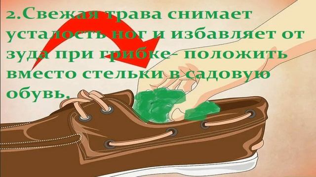 МОКРИЦА Звездчатка полезная трава в вашем огороде. смотреть онлайн