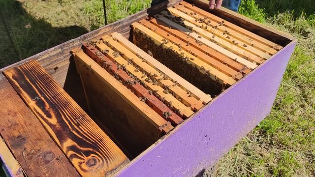 Как понять нуждается ли пчелиная семья в расширении ☝️🐝🐝 смотреть онлайн