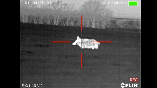 Wild Boar Hunting with Thermal | 75 Hogs Down with the FLIR PTS536 смотреть онлайн