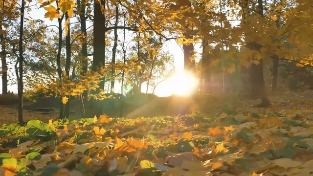 Волшебная музыка осени. Безумно красивые осенние мелодии! Чарующая красота осенней природы смотреть онлайн