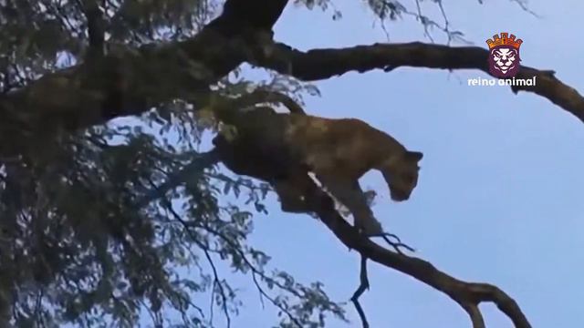 5 VEZES QUE O LEOPARDO ATACOU AS AVES смотреть онлайн