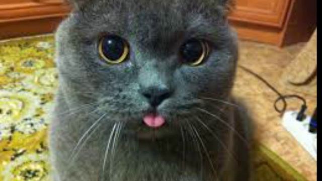 Русские вперед ?! смотреть онлайн